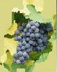 uva rossa